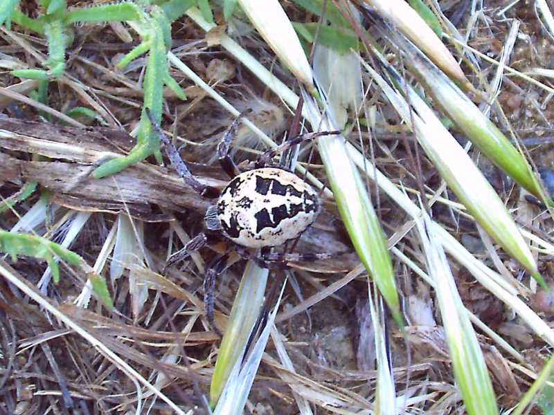 Larinioides cornutus